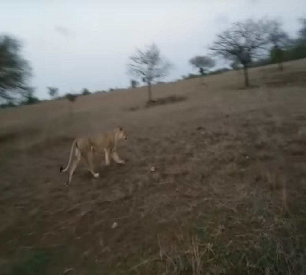Video being viral of Bikers who chase lion in jungle
