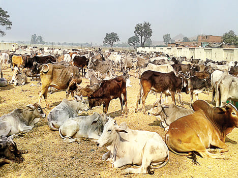 At the expense of the package, the loss of animals is not far