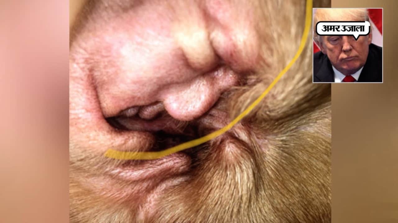 डोनाल्ड ट्रंप