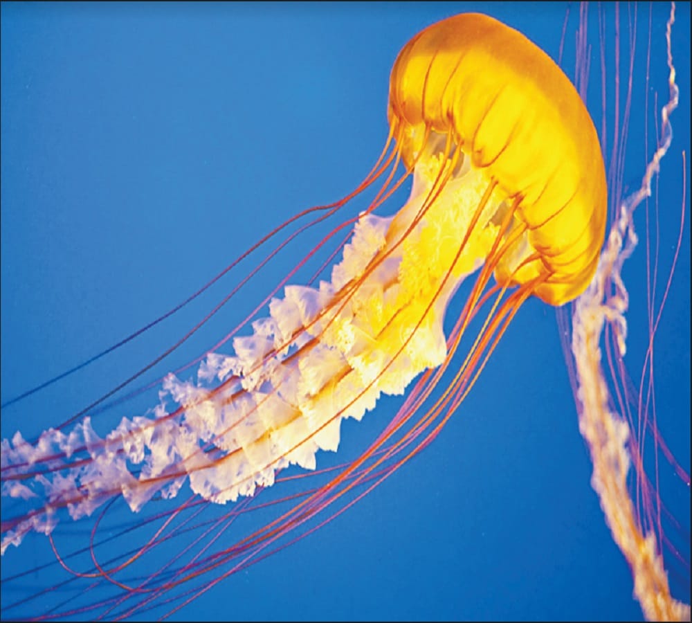 Creature who looks like an umbrella The fastest Vicious hunter jellyfish