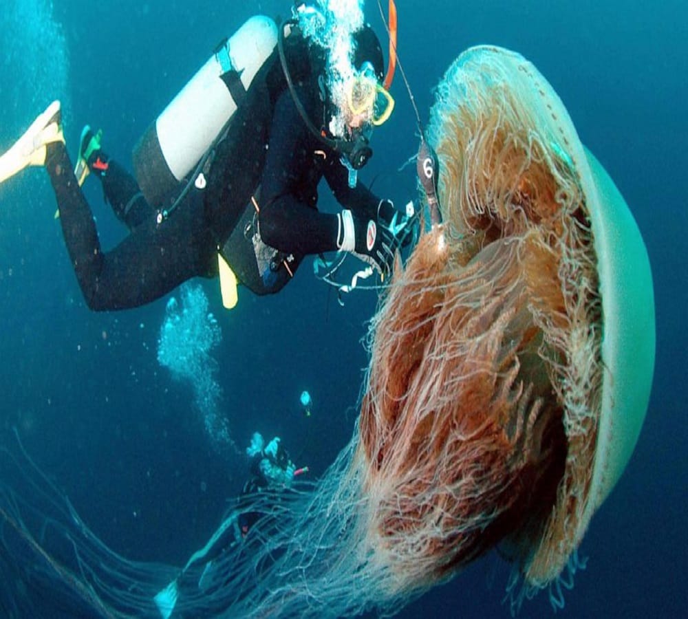 Creature who looks like an umbrella The fastest Vicious hunter jellyfish