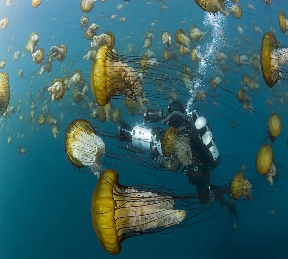 Creature who looks like an umbrella The fastest Vicious hunter jellyfish