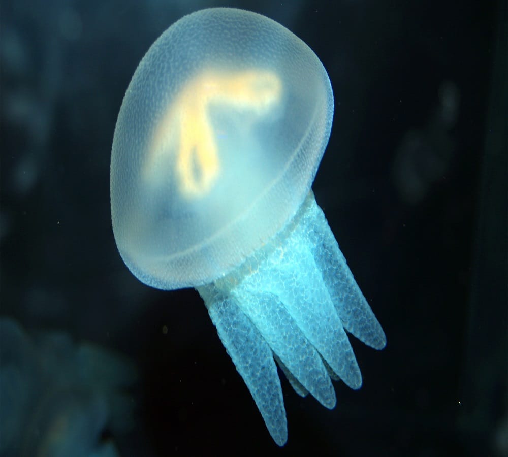 Creature who looks like an umbrella The fastest Vicious hunter jellyfish