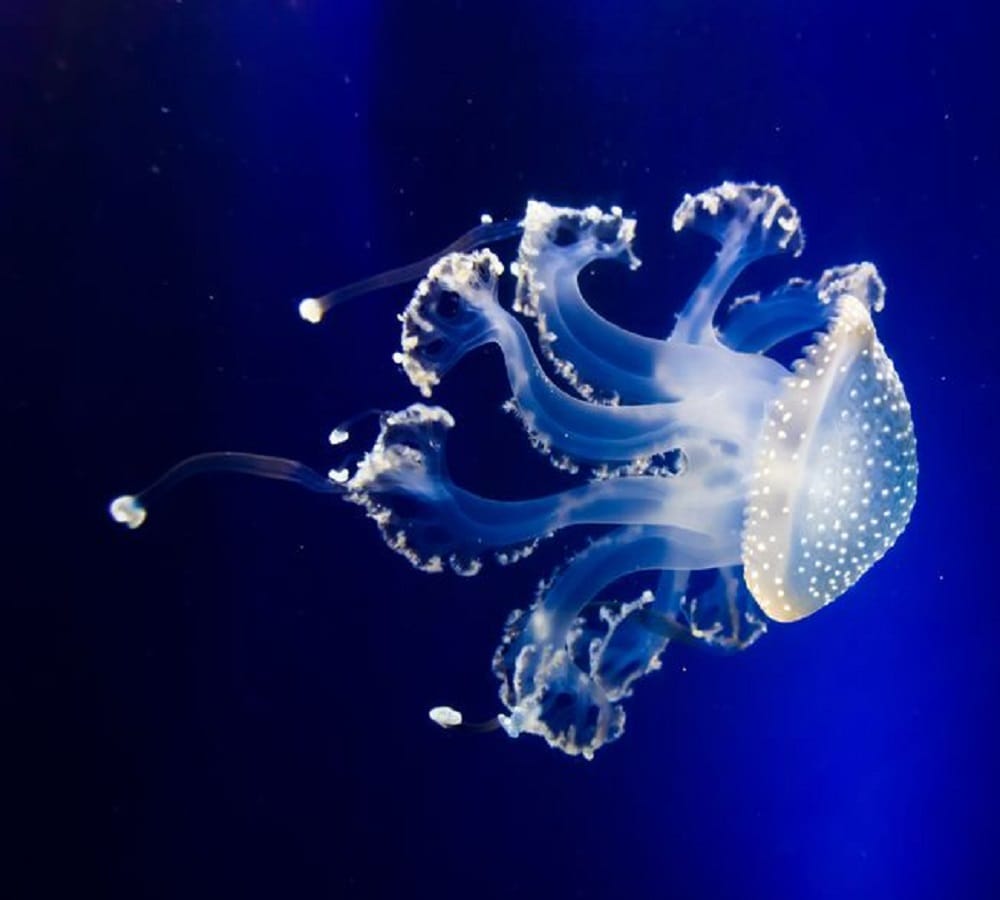 Creature who looks like an umbrella The fastest Vicious hunter jellyfish