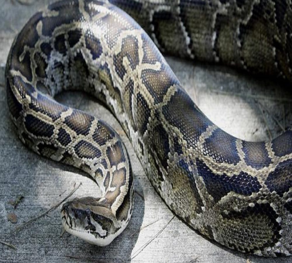 German police pull python out of mans pants