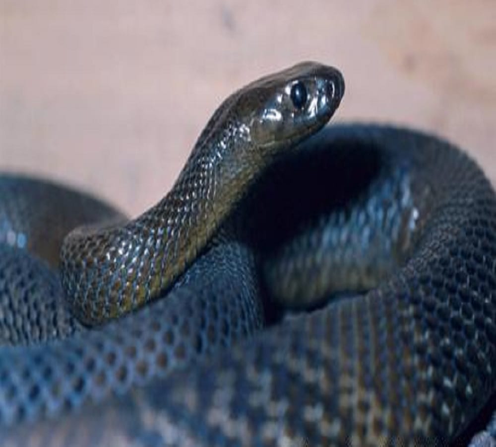 German police pull python out of mans pants