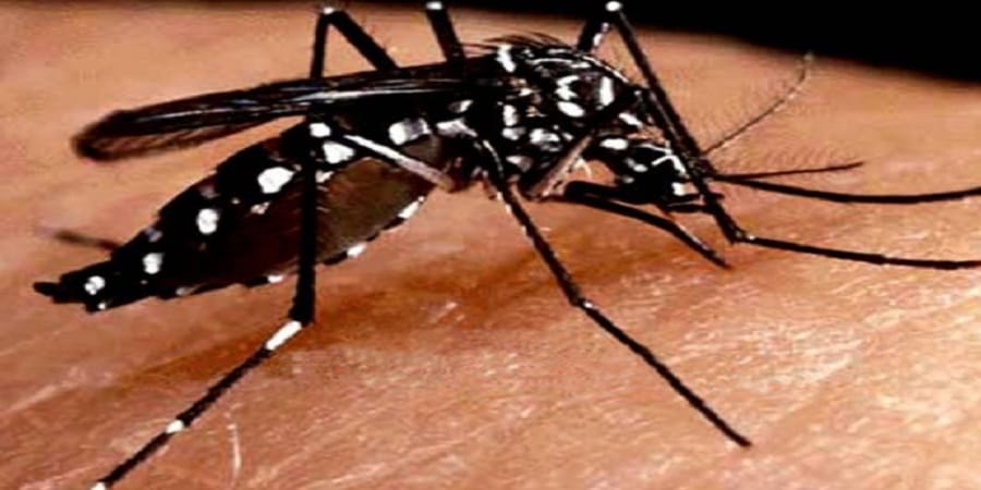 five new dengue patients found in gorakhpur
