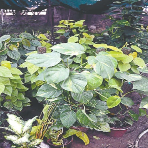 Smog havoc, to avoid poisonous air, this work, photos