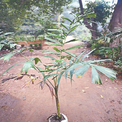 Smog havoc, to avoid poisonous air, this work, photos