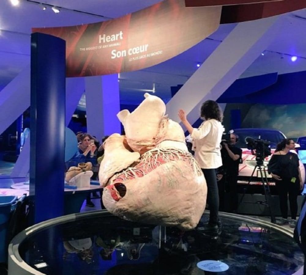 This is the worlds heaviest heart weight is 262 kg
