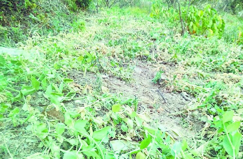 बारिश न होने से मंडी जिला में रूकी गंदम की बिजाई