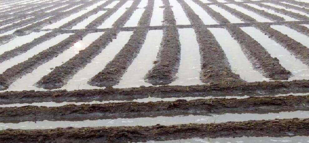 two addicted destroyed crop of farmers