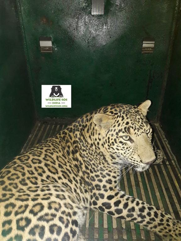 Leopard in Sadabad Peoples scared