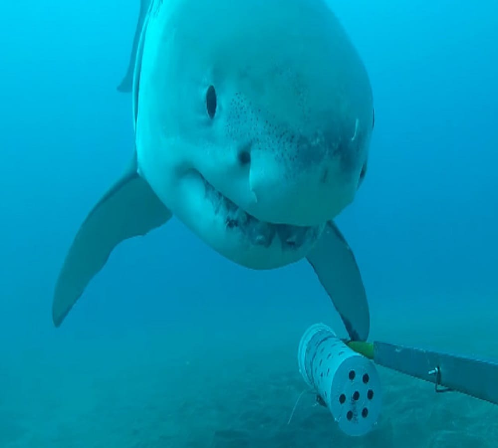 shark plays video viral in pacific ocean