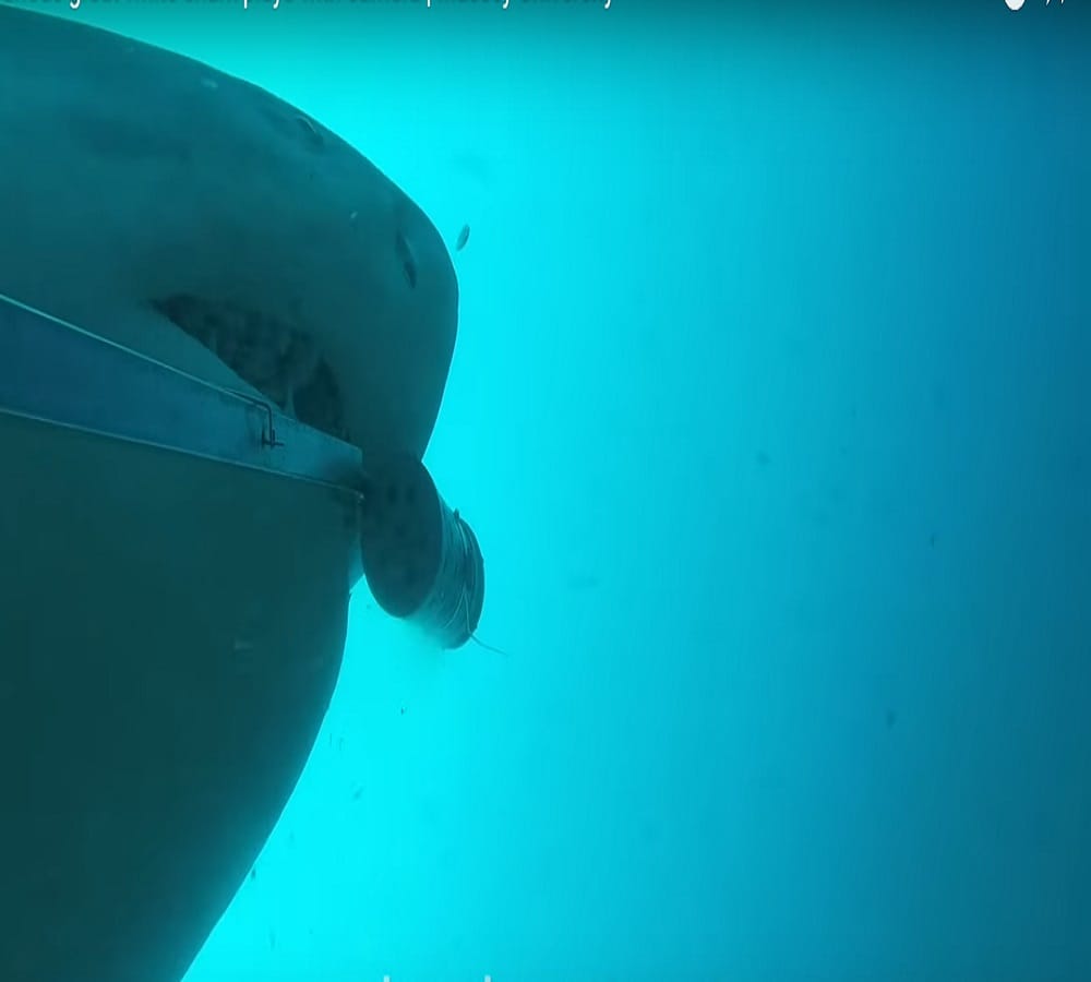 shark plays video viral in pacific ocean