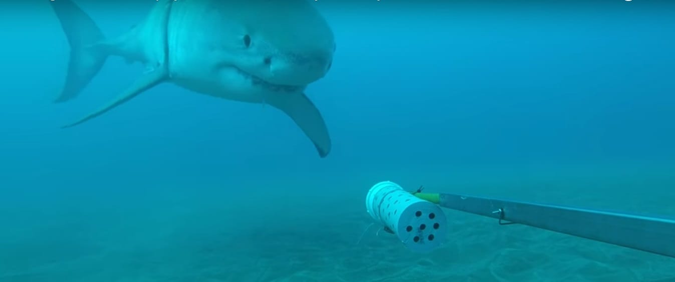 shark plays video viral in pacific ocean