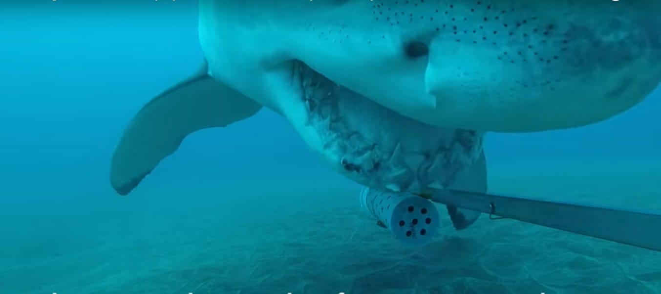 shark plays video viral in pacific ocean