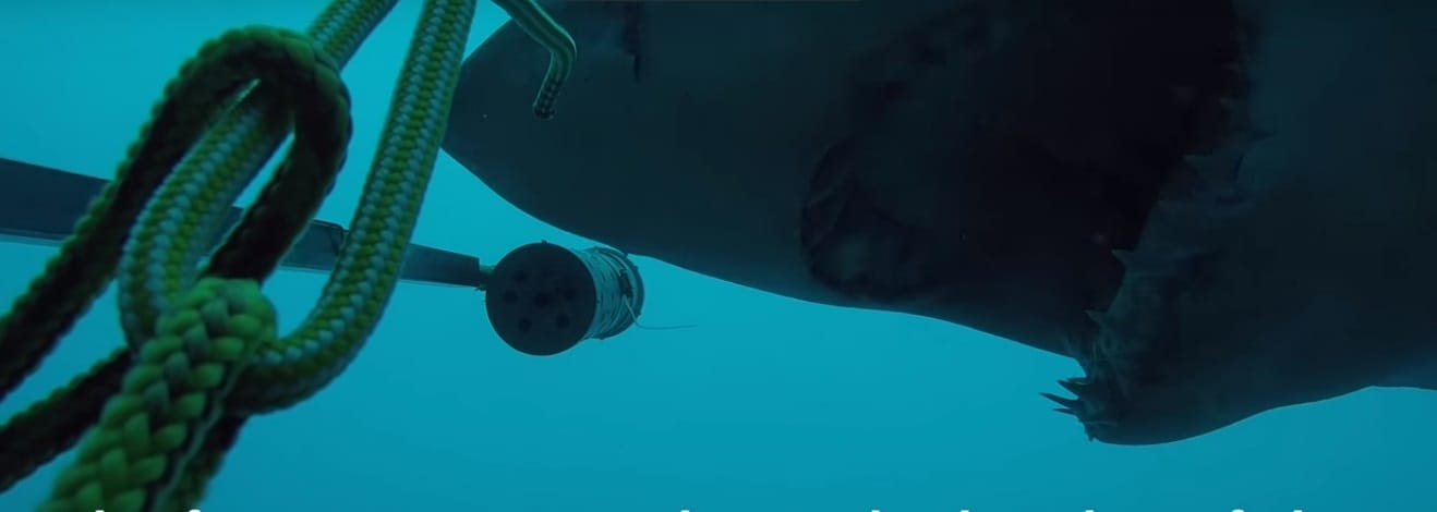 shark plays video viral in pacific ocean