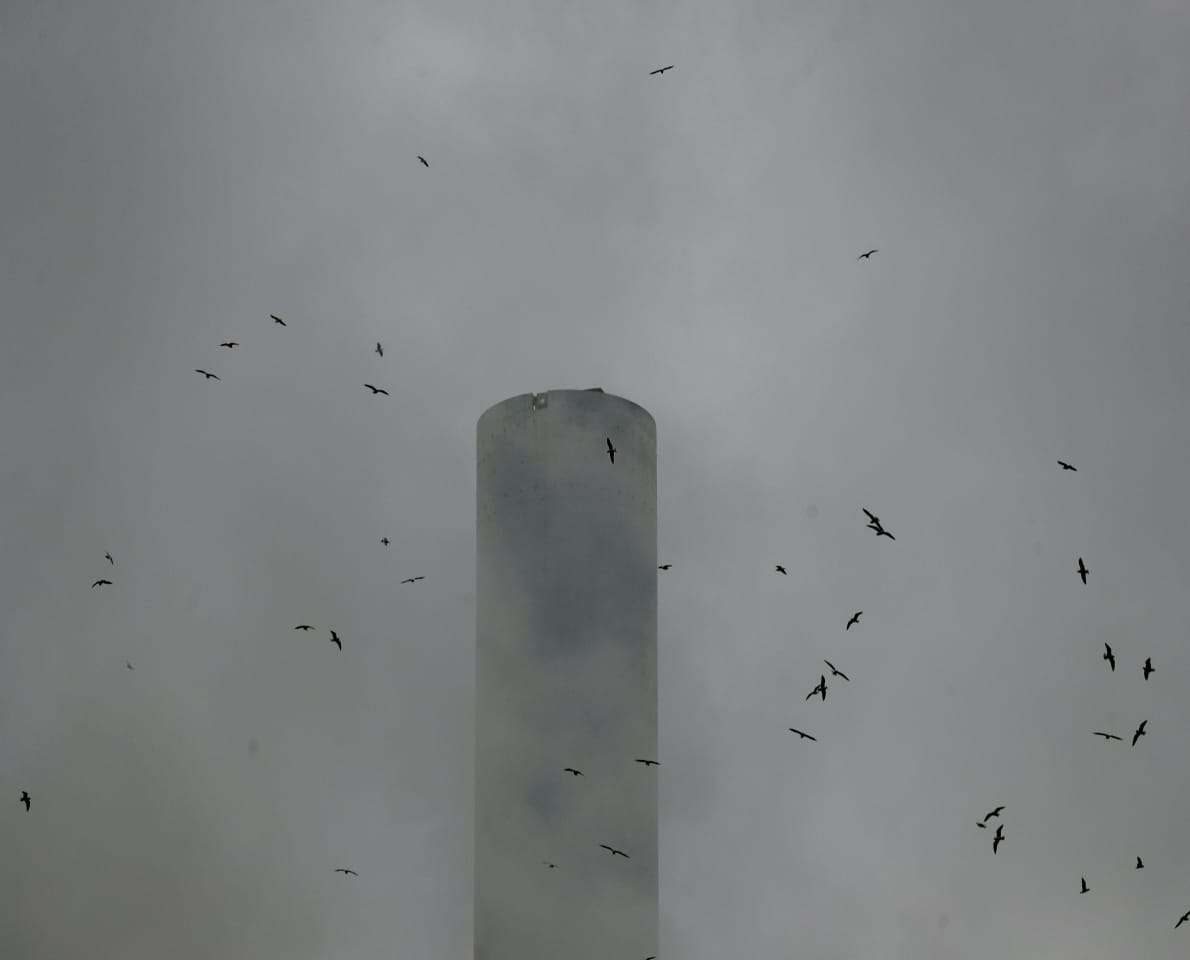 how does smog affect human body