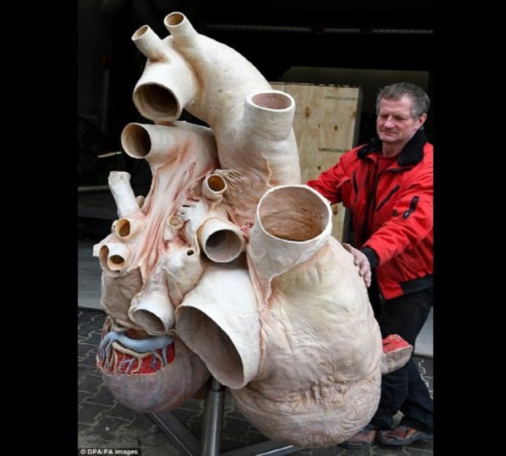 This is the worlds heaviest heart weight is 262 kg
