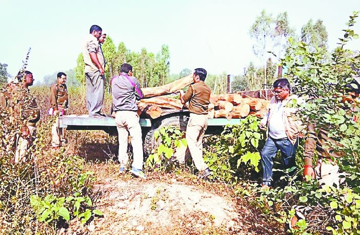 Well done wood hidden in bushes recovered