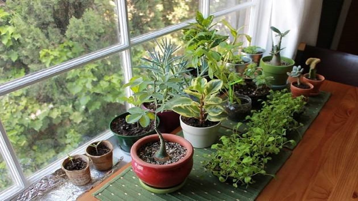 Plant Nursery Act Applicable in uttarakhand after Cabinet decision