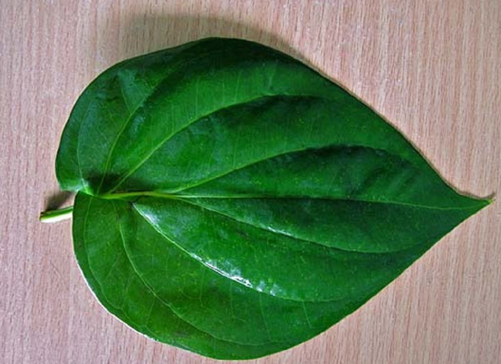 remedy eat betel leaves to cure breathing problems cough cold in hindi