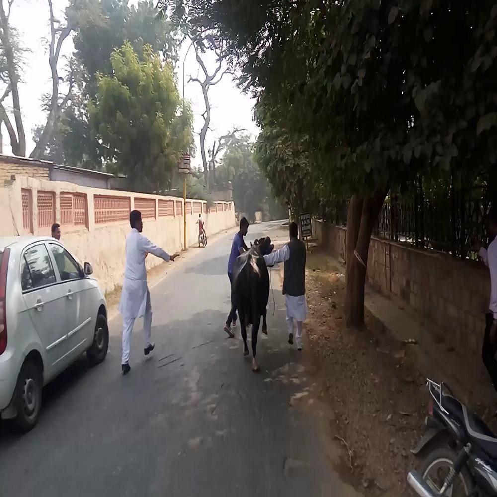congress protest with buffaloes to show black remark to bjp