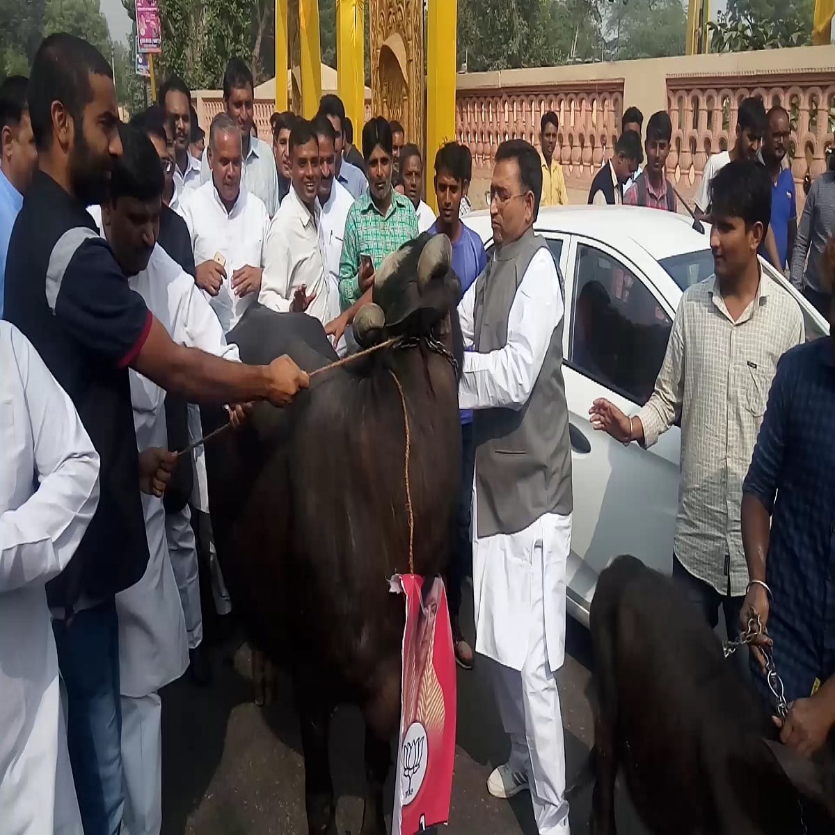 congress protest with buffaloes to show black remark to bjp
