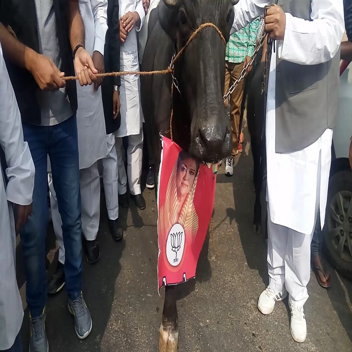 congress protest with buffaloes to show black remark to bjp