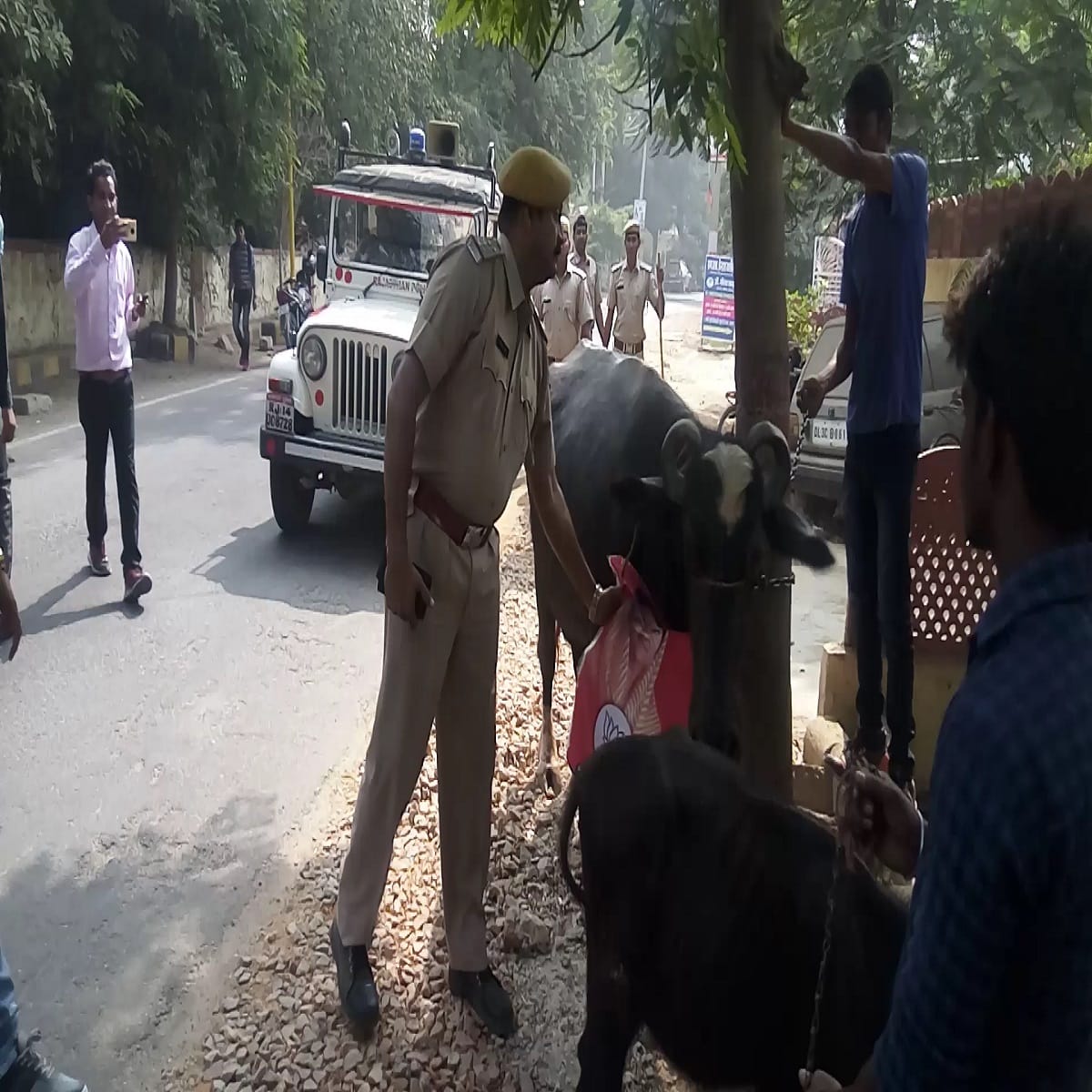 congress protest with buffaloes to show black remark to bjp