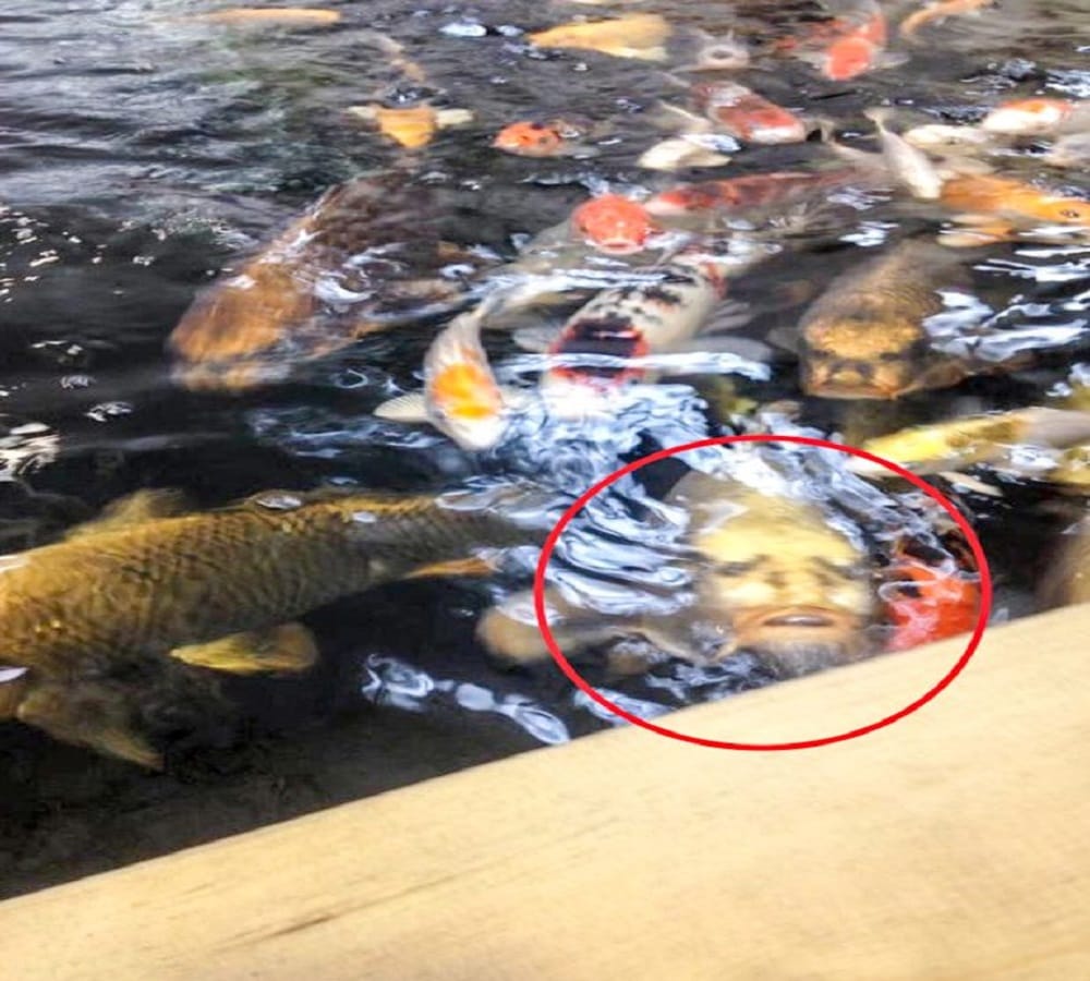 A fish face look like jesus 