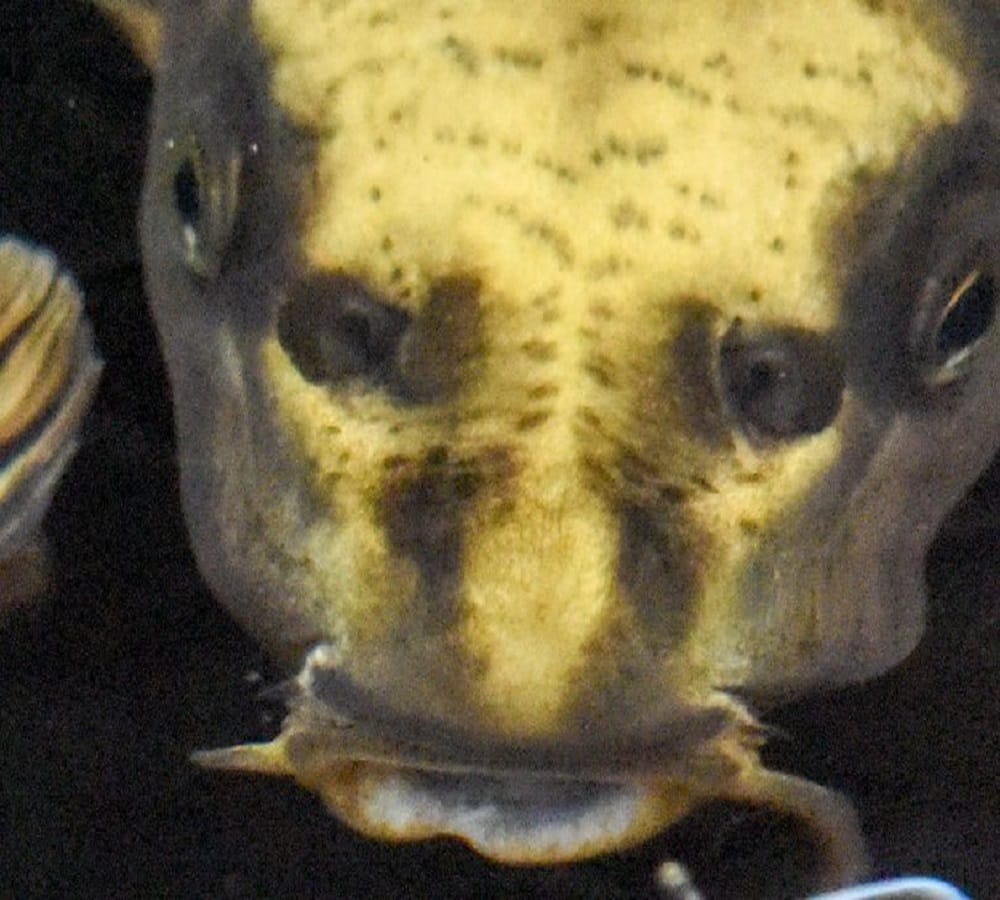 A fish face look like jesus 