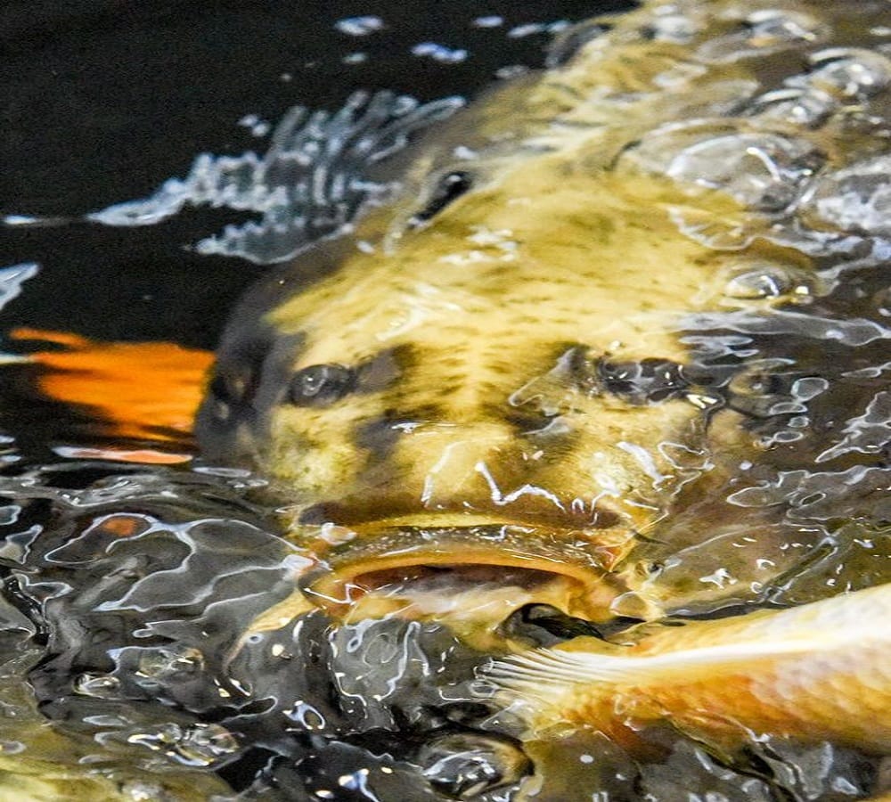 A fish face look like jesus 