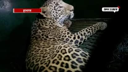 A leopard caught after 6 hrs in hathras