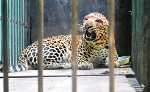 end of terror, forest team catches leopard 