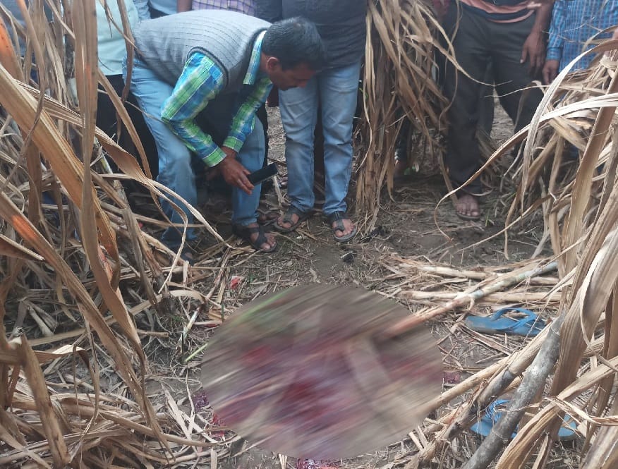 tiger killed a man in udham singh nagar