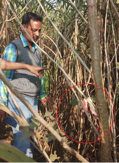 tiger killed a man in udham singh nagar