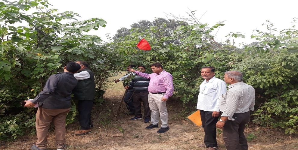 BSP lands over five hectares of MLC