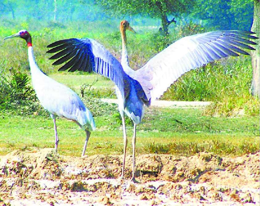 Lake of the district made the resort of foreign birds