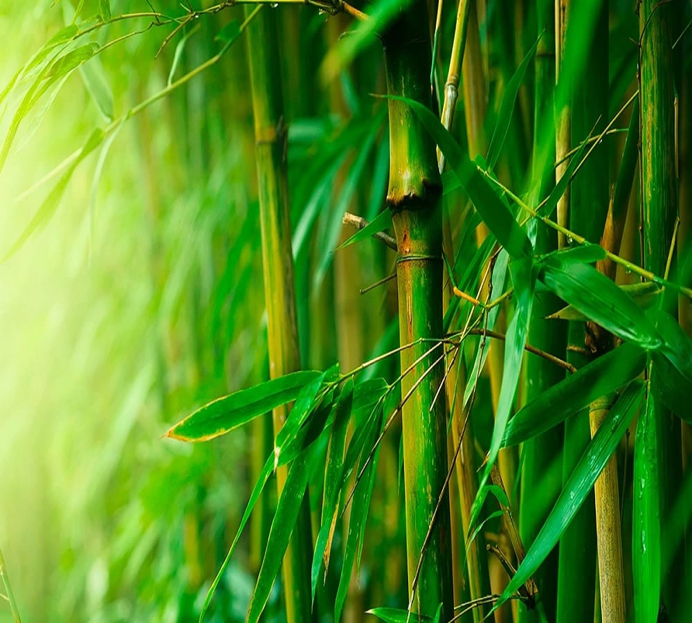 why bamboo is not burnt