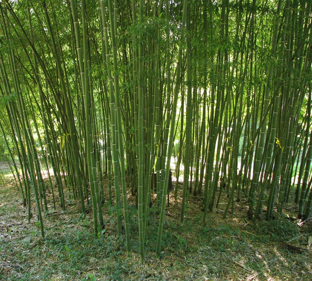 why bamboo is not burnt