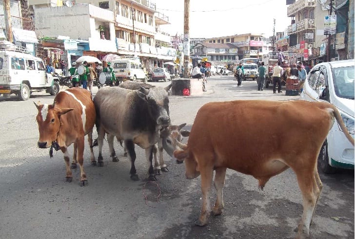 An aggrieved animal for the farmers
