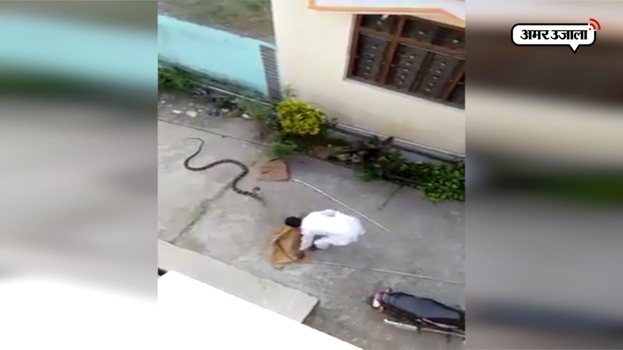 कोबरा