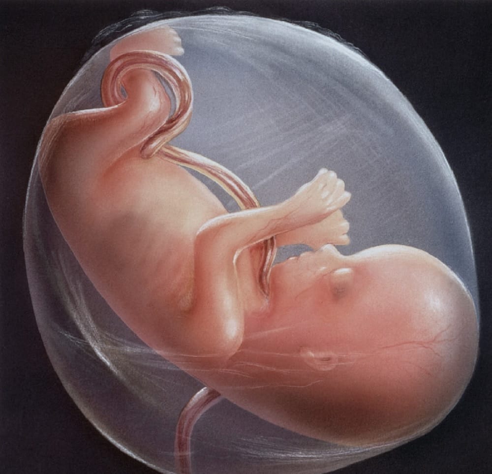 America remains of more than 2000 embryos found from abortion doctor's home in indiana