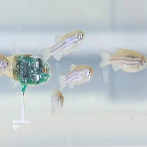 Scientist built a small size Robot which can float with fish easily 
