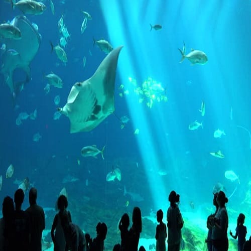 Scientist built a small size Robot which can float with fish easily 