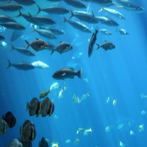 Scientist built a small size Robot which can float with fish easily 