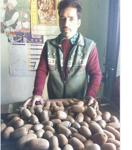 Kvadar of kiwi fruit rose in four years