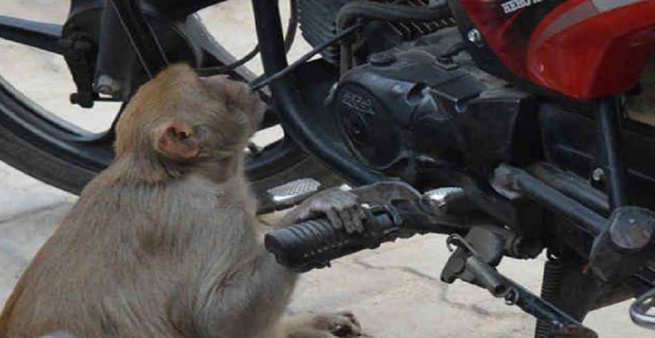 किलोड़ व सूरी में बंदरों का आंतक, किसान हुए परेशान